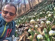 01 Esplosa la primavera sui sentieri per Ubione-Corna Marcia (Leucojum vernum)